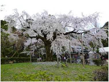 留日心得 円山公园的「枝垂桜」